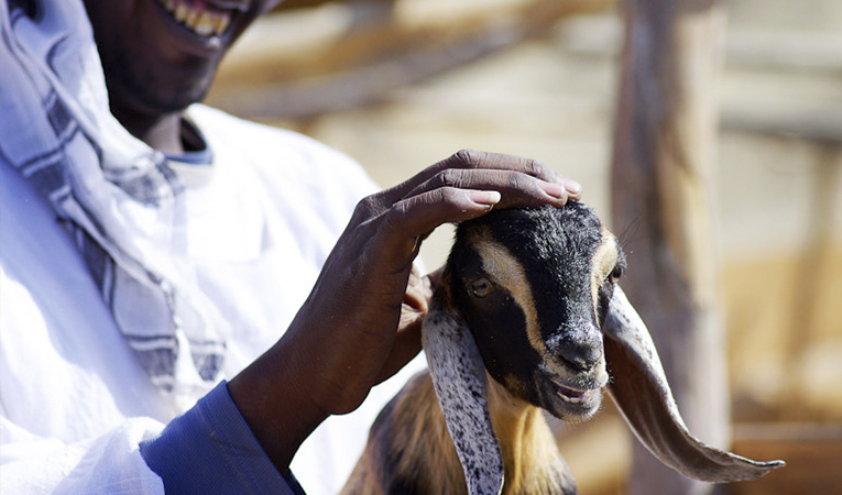 Red sea reserve patrol members rescue a rare mountain goat from death  Photo